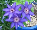 File:Clematis2.jpg - Wikimedia Commons