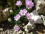File:Armeria juniperifolia 'Brookside' (<b>Plumbaginaceae</b>) plant.jpg