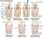 <b>dental pulp</b> and its