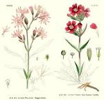 <b>Caryophyllaceae</b> Juss.