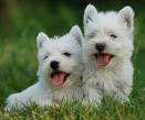 West Highland Terrier Puppies For Sale | West Highland Terrier ...