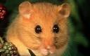 Why dormice are set to stop a £12m Morrisons supermarket project ...