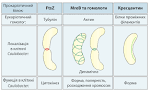 File:Prokaryotic Cytoskeleton uk.svg - Wikimedia Commons