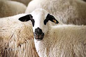 Bala conmigo... beeeeee!