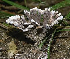 Image result for Thelephora nuda