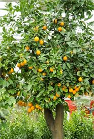 Image result for Citrus x aurantium 'Berri Valencia'