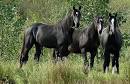 Dutch Warmblood Horse