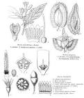 <b>Styracaceae</b> Dum.