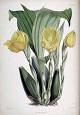 Anguloa - Wikipedia, the free encyclopedia