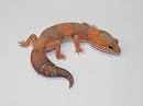Lizards and More Lizards: Photo of Albino African Fat Tail Gecko