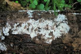Image result for Membranomyces delectabilis