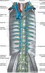 the <b>thoracic duct</b>: a cause