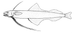 File:Bregmaceros mcclellandi (Spotted codlet).gif - Wikimedia Commons