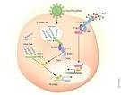 Figure - Nature Genetics