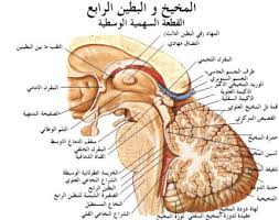 شفاء ورحمة للمؤمنين  Images?q=tbn:ANd9GcRmtDRt-PgTUarwVrBrV5lb_942aRuDz_anQLe0xpBq4lUDFEgFmw