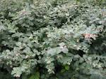 <b>Symphoricarpos</b> albus