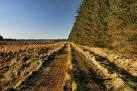 Track through Spadeadam Forest near Braid Loans. - via Daymix