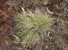 barbed-wire grass - 3628.29 - Gallery