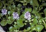 <b>Pontederiaceae</b> Eichhornia