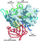 papain-like <b>exopeptidases</b>.