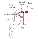 Uterine Vaginal Tumors | VCA Animal Hospitals