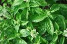 Growing Basil, How to Grow Basil