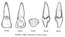 Incisors