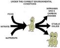 Lesson 4: Aerobic and Anaerobic Digestion
