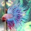 10 Tips For A Successful Betta Splendens Reproduction | Planted ...