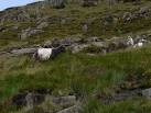SH6354 : Snowdon's feral goats - via Daymix