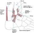 Ankle - Wikipedia, the free encyclopedia