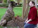 Super Bowl ads go to the dogs – USATODAY.