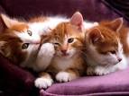 Soñar con gatos - Tarot