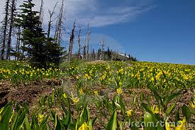 Lizenzfreies Stockbild: Gletscher Lilly Wiese