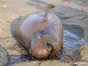 EDGE Blog » What is killing finless porpoises in the Yangtze?