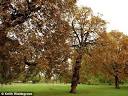 Tree surgeon Tom Connelly almost beheaded himself with chainsaw