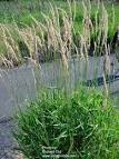 <b>Phalaris</b> arundinacea -