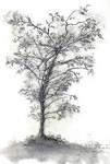 Connaissance des arbres