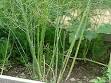 Mature <b>asparagus plants</b> send