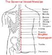 TCM Massage Therapy for Impotence