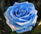 Rosas Azules