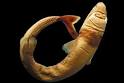 Why are cookiecutter sharks called that?: Saltwater Fish: Animal ...