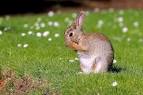 European Rabbit - Facts, Habitat, Distribution, Pictures ...
