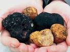 Fresh Truffles