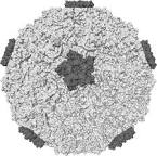 <b>Rhinovirus</b>.PNG