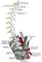 Stellate ganglion - Wikipedia, the free encyclopedia
