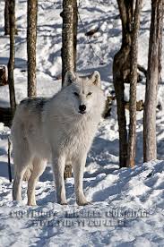 An Arctic Wolf Posing In The Snow (Arctic Wolf aka Canis lupus arctos) - an-arctic-wolf-posing-in-the-snow