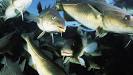 Institute of Marine Research - Demersal fish