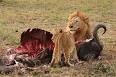 Carnivore - Wikipedia, the free encyclopedia