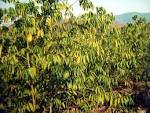 <b>litsea</b> cubeba oil